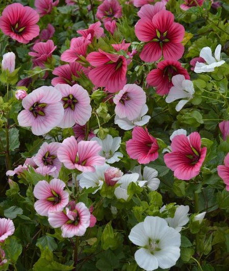 NASIONA Kwiatów Malope Mieszanka Mix 2g Kwiaty 380003