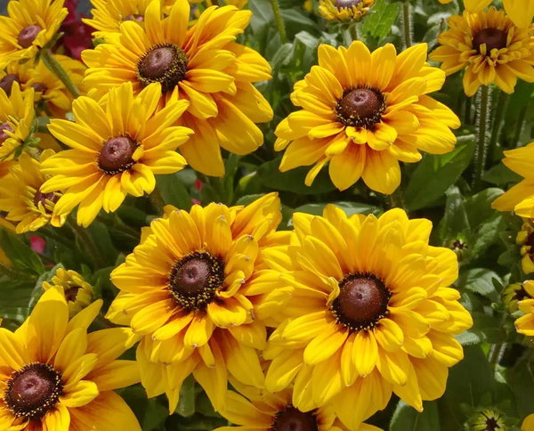 NASIONA Rudbekia Dwubarwna 1g Kwiaty 412743