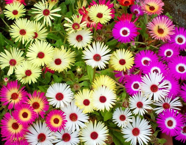 NASIONA Przypołudnik Mieszanka Mix 0,5g Kwiaty 412361