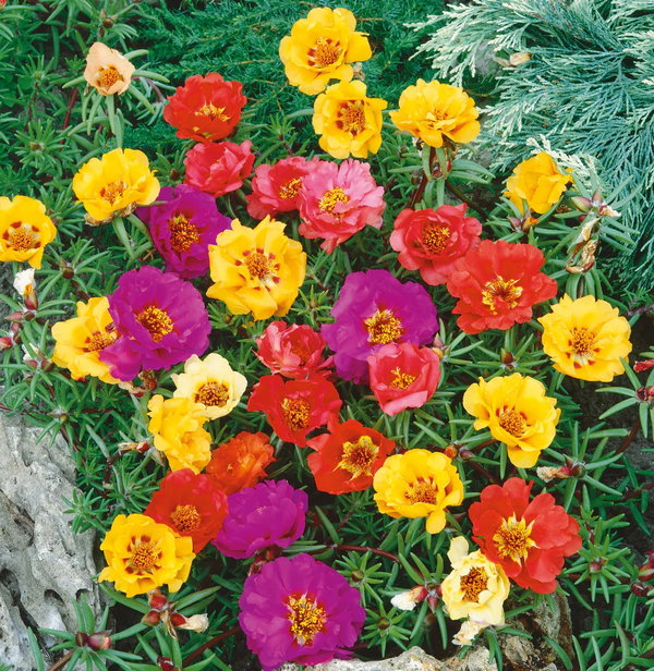 NASIONA Portulaka Wielkokwiatowa Mieszanka Mix 0,5g Kwiaty 412675