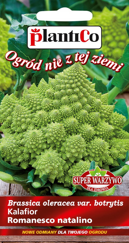 NASIONA Kalafior Romanesco Natalino 0,2g PLANTICO Super Warzywo 402676
