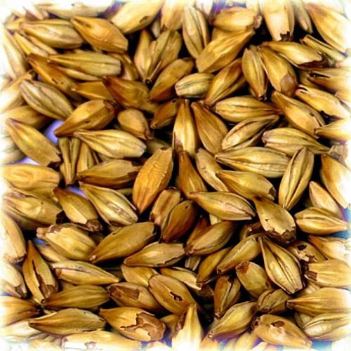 Słód Chateau Cara Gold Castle Malting 0,5 kg śrut