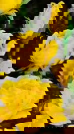 Róża rabatowa ALLGOLD żółta .