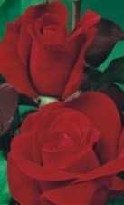 Róża wielkokwiatowa MR LINCOLN c. czerwona .