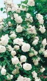 Róża pnąca CAMELIA biała .