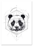 Plakat portret panda geometria 21x29,7 cm A4