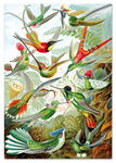 Plakat rajskie ptaki kompozycja 70x100 cm