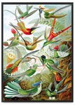 Plakat rajskie ptaki kompozycja 30x40 cm w czarnej ramie