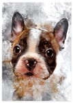 Plakat buldog pies abstrakcja 40x50 cm