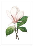 Plakat kwiat magnolia retro vintage 40x50 cm