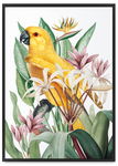 Plakat papuga w egzotycznych kwiatach 50x70 cm w czarnej ramie