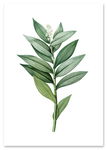Plakat zielona gałązka 70x100 cm