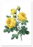 Plakat żółta róża vintage 70x100 cm