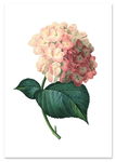Plakat hortensja vintage 50x70 cm