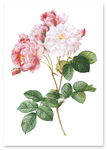 Plakat kwiat róża vintage 50x70 cm