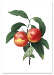 Plakat vintage brzoskwinia kwiat 29,7x42 cm A3