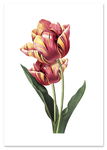 Plakat vintage tulipan kwiat 61x91 cm