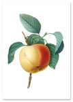 Plakat vintage jabłko kwiat 70x100 cm