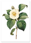 Plakat vintage biały kwiat 50x70 cm
