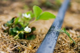 Taśma Kroplująca 10 cm Linia 100m Nawadnianie Kropelkowe Wąż Zestaw Złączki