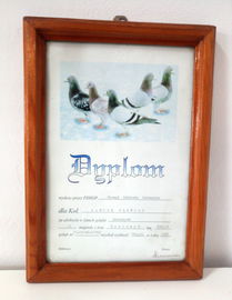 Gołębiarstwo dyplom I miejsce w lotach 1997 r.