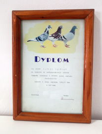 Gołębiarstwo dyplom I miejsce w lotach 1997 r.