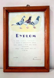 Gołębiarstwo dyplom I miejsce w lotach 1997 r.