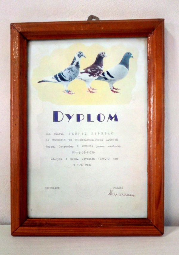 Gołębiarstwo dyplom I miejsce w lotach 1997 r.