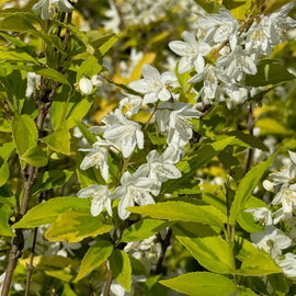 Żylistek 'Aurea' Deutzia gracilis złociste liście