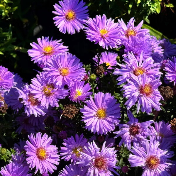 Aster nowobelgijski 'Magic Lavender' novi-belgii lawendowofioletowy