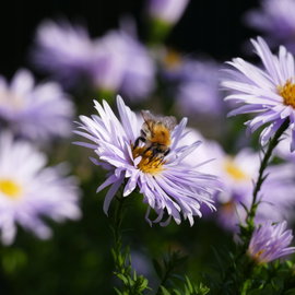 Aster żeniszkowaty 'Asran' ageratoides lawendowofioletowe kwiaty