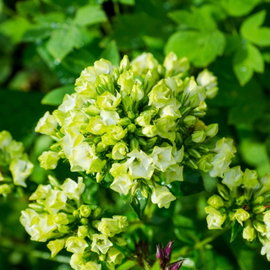 Floks wiechowaty 'Jade' Phlox paniculata białe kwiaty z zielonym brzegiem