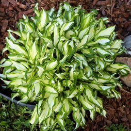 Funkia 'Teeny Weeny Bikini' Hosta miniaturowa kremowa z zielonym brzegiem