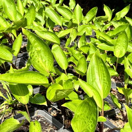 Funkia 'Purple Heart' Hosta limonkowe liście i purpurowoczerwone ogonki