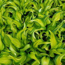 Funkia 'Lakeside Little Tuft' Hosta miniaturowa o żółtozielonych liściach