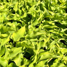 Funkia 'Surfing Mouse' Hosta miniaturowa o falistych liściach