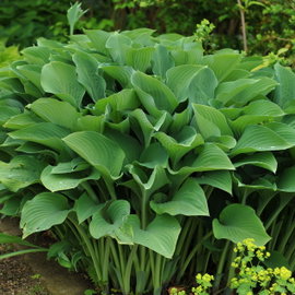 Funkia 'Krossa Regal' Hosta olbrzymia niebieska