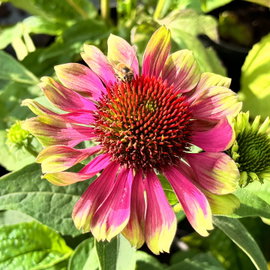 Jeżówka 'Prairie Blaze Vintage Lime' Echinacea purpurea limonkowe kwiaty