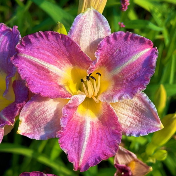 Liliowiec 'Entrapment' Hemerocallis lawendowofioletowe kwiaty