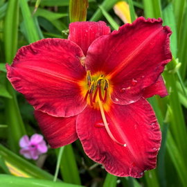 Liliowiec 'Chicago Apache' Hemerocallis intensywnie czerwone kwiaty