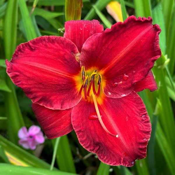 Liliowiec 'Chicago Apache' Hemerocallis intensywnie czerwone kwiaty