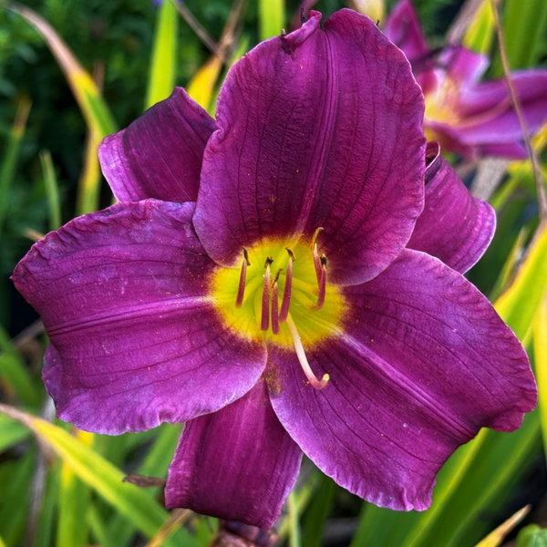Liliowiec 'Grape Velvet' Hemerocallis aksamitne purpurowe kwiaty