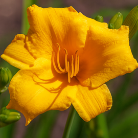 Liliowiec 'Bakabana' Hemerocallis duże żółte kwiaty