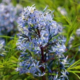 Amsonia tabernaemontana nadreńska niebieskie gwiazdki