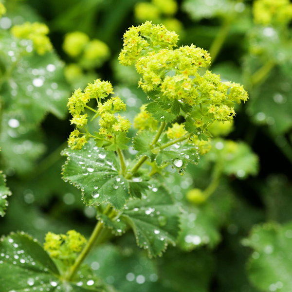 Przywrotnik miękki Alchemilla mollis limonkowe kwiaty