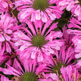 Pysznogłówka Sugar Buzz 'Pink Frosting' Monarda jasnoróżowe kwiaty
