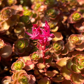 Rozchodnik kaukaski 'Dragon's Blood' Sedum spurium karminowe kwiaty