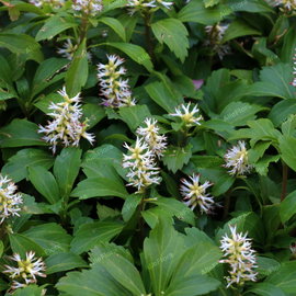 Runianka japońska 'Green Carpet' Pachysandra terminalis zimozielona