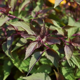 Sadziec 'Chocolate' Ageratina altissima ciemne liście i białe kwiaty