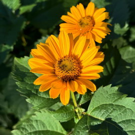 Słoneczniczek szorstki Heliopsis helianthoides złotożółte kwiaty